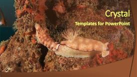  Presentation with two paths - Amazing PPT theme having sea slugs - two chromodoris nudibranchs mating backdrop and a  colored foreground