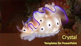  Presentation with pacific - Colorful presentation theme enhanced with sea slugs - underwater shot of a dorid backdrop and a tawny brown colored foreground