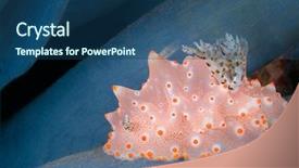  Presentation with underwater - Colorful presentation design enhanced with sea slugs - underwater shot of an orange backdrop and a ocean colored foreground