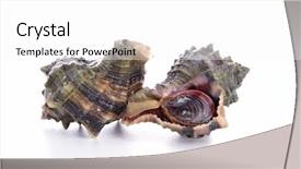  Presentation with snail - Amazing PPT theme having sea snail - isolated whelk backdrop and a white colored foreground
