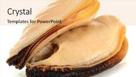  Presentation with snail - Cool new presentation theme with sea snail - mussels isolated on white backdrop and a yellow colored foreground