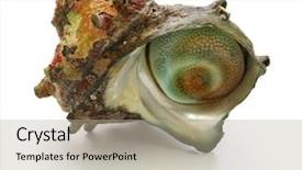  Presentation with turban - Theme with sea snail - sazae japanese horned turban shell background and a mint green colored foreground