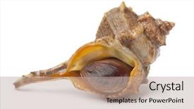  Presentation with single malt - Theme with sea snail - single fresh raw italian bolinus background and a mint green colored foreground