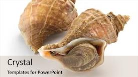  Presentation with japanese korean yakiniku barbecue style - Colorful slide set enhanced with sea snail - tsubu gai ezo neptune japanese backdrop and a coral colored foreground