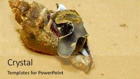  Presentation with sea shell - Slide set with sea snail out of shell background and a yellow colored foreground