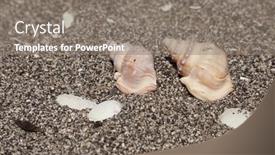  Presentation with sea shells - Theme featuring sea-snail-shells-lying background and a gray colored foreground