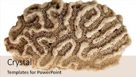  Presentation with brain and spinal cord - Slides featuring sea sponge - brain caribbean coral isolated background and a coral colored foreground