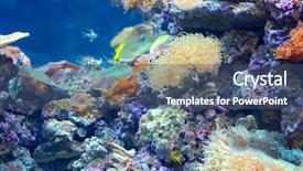  Presentation with coral reef - Amazing slides having sea sponge - colorful coral reef deep underwater backdrop and a ocean colored foreground