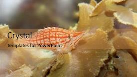  Presentation with fish - PPT theme having sea sponge - small beautiful fish background and a  colored foreground