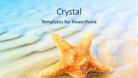  Presentation with shell - Beautiful slides featuring sea star - sand fish shell backdrop and a  colored foreground