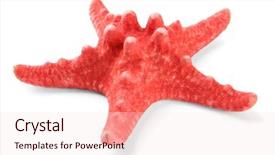  Presentation with starfish - Amazing PPT layouts having sea star - starfish isolated on white backdrop and a lemonade colored foreground
