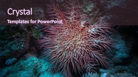  Presentation with crown thorns - Amazing slide deck having sea star acanthaster plancii echinoderm backdrop and a tawny brown colored foreground