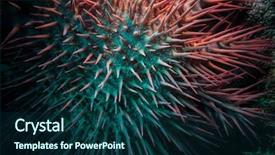  Presentation with thorns - PPT theme featuring sea star acanthaster plancii echinoderm background and a navy blue colored foreground