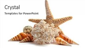  Presentation with sea coral - Audience pleasing slides consisting of sea star and coral isolated backdrop and a white colored foreground