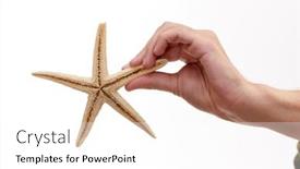 Presentation with star - PPT layouts consisting of sea-star-in-the-hand background and a white colored foreground