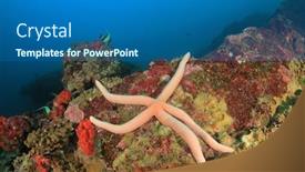  Presentation with sea coral - PPT layouts featuring sea-star-starfish-on-coral background and a ocean colored foreground