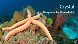  Presentation with sea coral - Presentation theme enhanced with sea-star-starfish-on-coral background and a ocean colored foreground