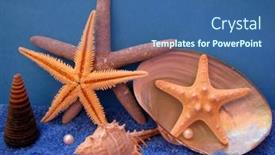  Presentation with shells stars - 