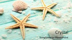  Presentation with shells stars - Amazing slide deck having shells on wooden background backdrop and a soft green colored foreground