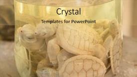  Presentation with sea glass - Presentation having sea turtle farm and hatchery background and a yellow colored foreground