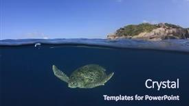  Presentation with turtle - Colorful presentation theme enhanced with sea turtle half and half backdrop and a navy blue colored foreground