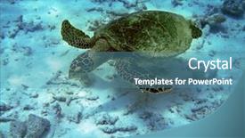  Presentation with fish turtle - Presentation having bottom snorkeling indian ocean - sea turtle is swimming background and a teal colored foreground