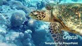 Presentation with fish turtle - Presentation theme enhanced with sea turtle is swimming background and a ocean colored foreground