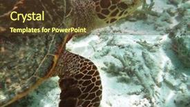 Presentation with fish turtle - Slide deck consisting of sea turtle is swimming background and a tawny brown colored foreground