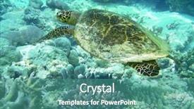  Presentation with fish turtle - Audience pleasing presentation theme consisting of bottom snorkeling indian ocean - sea turtle is swimming backdrop and a teal colored foreground