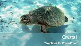  Presentation with fish turtle - Presentation having sea turtle is swimming background and a teal colored foreground