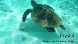  Presentation with international law of the sea - Cool new presentation with sea turtle is swimming backdrop and a teal colored foreground