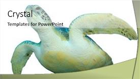  Presentation with white sea urchin - Audience pleasing theme consisting of sea turtle isolated on white backdrop and a white colored foreground