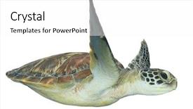  Presentation with turtle - Audience pleasing presentation consisting of sea turtle isolated on white backdrop and a white colored foreground