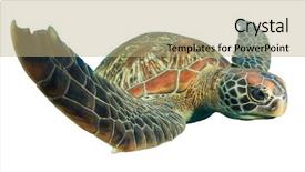  Presentation with turtle - Colorful presentation design enhanced with sea turtle isolated on white backdrop and a coral colored foreground
