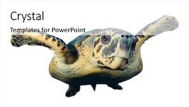  Presentation with turtle - Presentation consisting of sea turtle isolated on white background and a white colored foreground