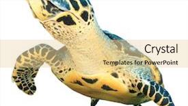  Presentation with turtle - Colorful slide deck enhanced with sea turtle isolated backdrop and a blonde colored foreground