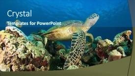  Presentation with sea coral - Colorful presentation theme enhanced with sea turtle rests on coral reef backdrop and a ocean colored foreground