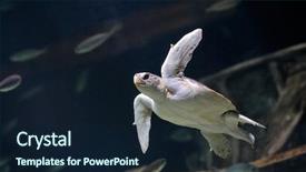  Presentation with animals zoo - Presentation consisting of sea turtle swimming background and a navy blue colored foreground