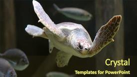  Presentation with turtle - Theme featuring sea turtle swimming background and a tawny brown colored foreground