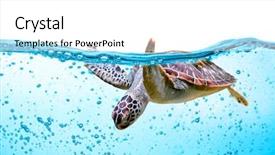  Presentation with under water - Slides enhanced with submerged - sea turtle swims under water background and a white colored foreground