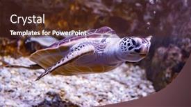  Presentation with under water - PPT layouts consisting of sea turtle swims under water background and a tawny brown colored foreground
