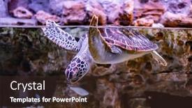  Presentation with under water - PPT theme enhanced with sea turtle swims under water background and a tawny brown colored foreground