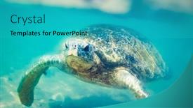 Presentation with sri lanka - PPT theme featuring bottom snorkeling indian ocean - sea turtle underwater at hikkaduwa background and a teal colored foreground