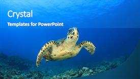  Presentation with turtle - Presentation having green ocean - sea turtle background and a gray colored foreground