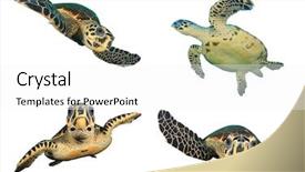  Presentation with turtle - Beautiful slide deck featuring sea turtles isolated on white background hawksbill turtle - eretmochelys imbricata backdrop and a white colored foreground