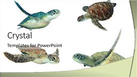  Presentation with turtle - PPT layouts consisting of sea turtles isolated on white background and a white colored foreground