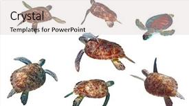  Presentation with isolated paw prints over white - Presentation design featuring sea turtles isolated over white background and a lemonade colored foreground