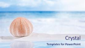  Presentation with white sea urchin - Presentation featuring sea urchin - nice and colorful background and a sky blue colored foreground