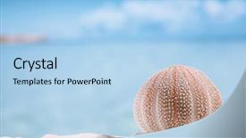 Presentation with white sea urchin - Beautiful PPT theme featuring sea urchin - nice and colorful backdrop and a light blue colored foreground