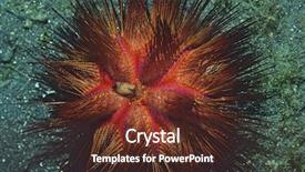  Presentation with ocean - PPT theme enhanced with sea urchin at the bottom background and a tawny brown colored foreground